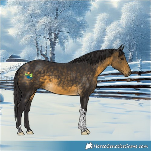 Horse Color:Buckskin Tobiano