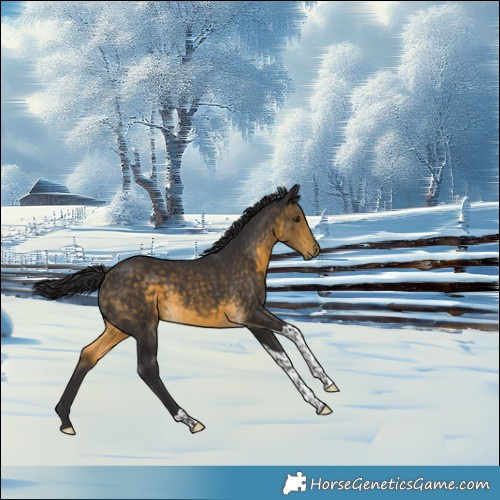 Horse Color:Buckskin Tobiano