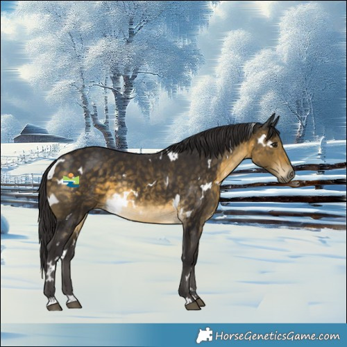 Horse Color:White Spotted Buckskin Rabicano