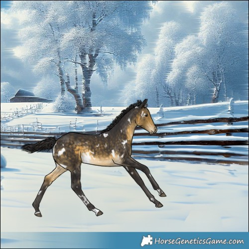 Horse Color:White Spotted Buckskin Rabicano 