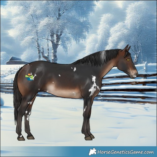 Horse Color:White Spotted Brown