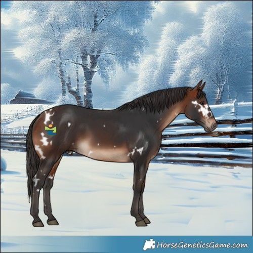Horse Color:White Spotted Bay 