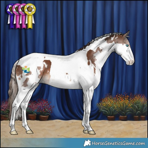 Horse Color:White Spotted Liver Chestnut Splash Tobiano Appaloosa 