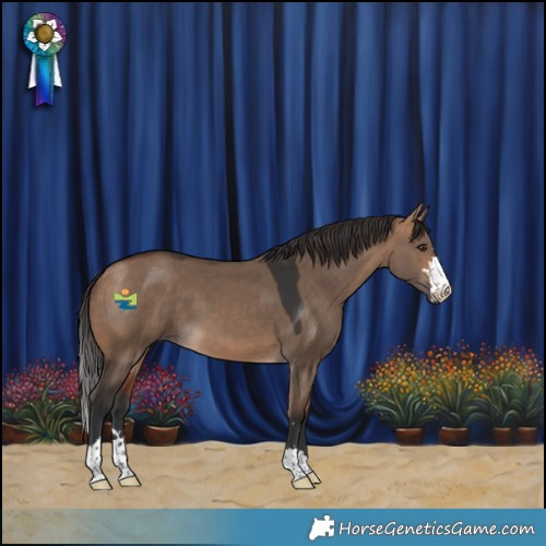 Horse Color:Bay Dun 