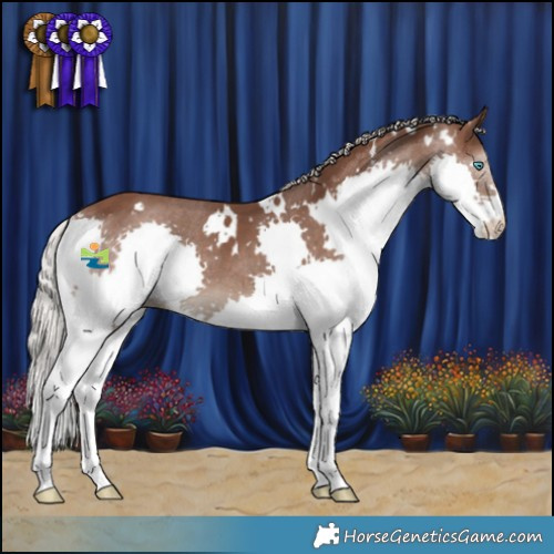 Horse Color:White Spotted Silver Black Splash Appaloosa 