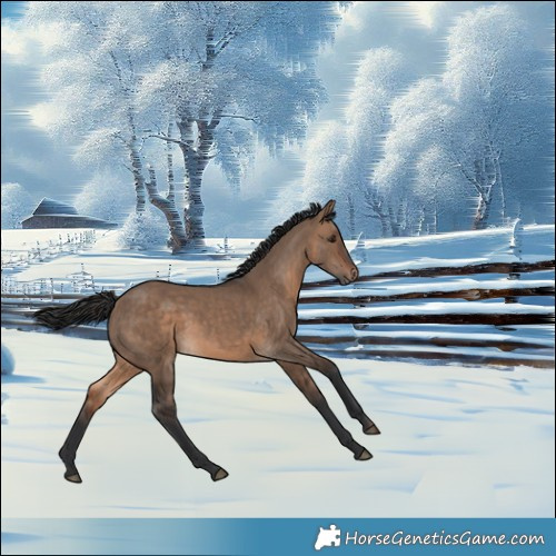 Horse Color:Brown Dun 