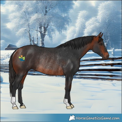 Horse Color:Bay Rabicano