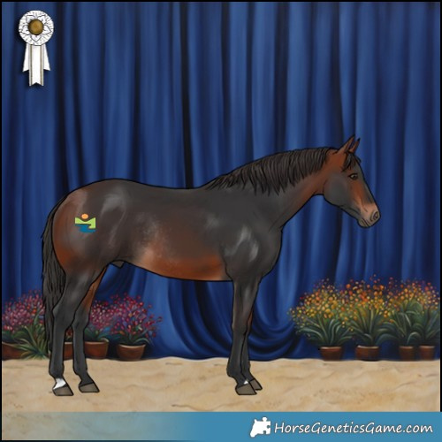 Horse Color:Bay Rabicano 