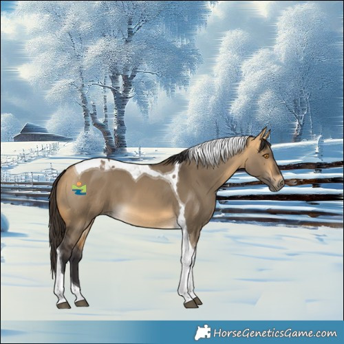 Horse Color:Buckskin Dun Tobiano 