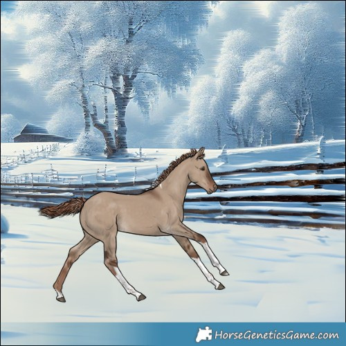 Horse Color:Liver Red Dun Tobiano 