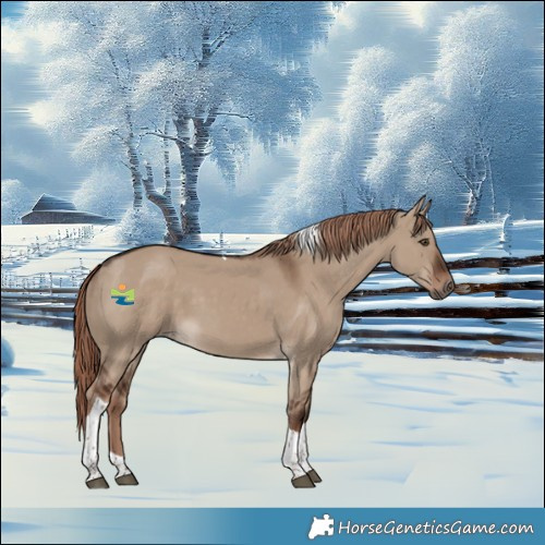 Horse Color:Liver Red Dun Tobiano 