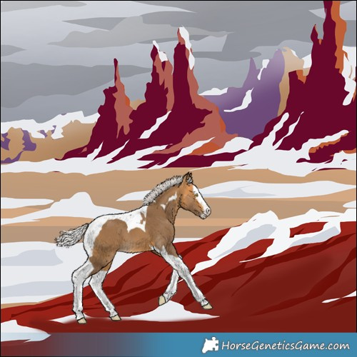 Horse Color:Silver Buckskin Splash Tobiano