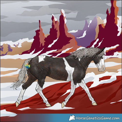Horse Color:Silver Brown Sabino Splash Tobiano