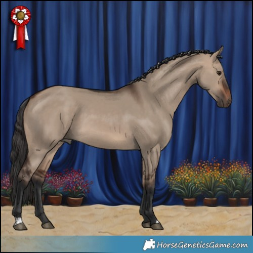 Horse Color:Brown Dun 