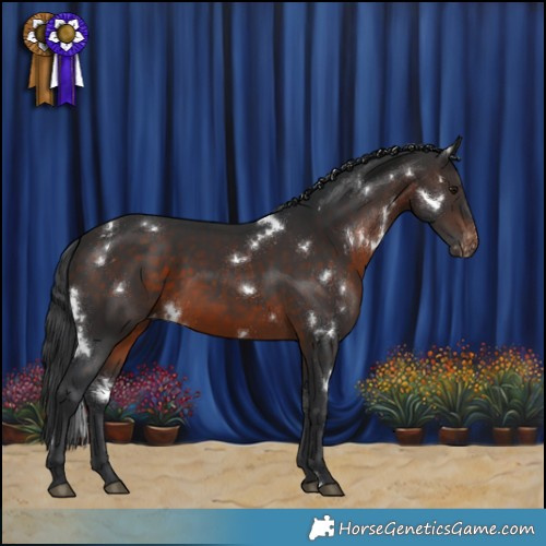 Horse Color:White Spotted Brown Appaloosa 