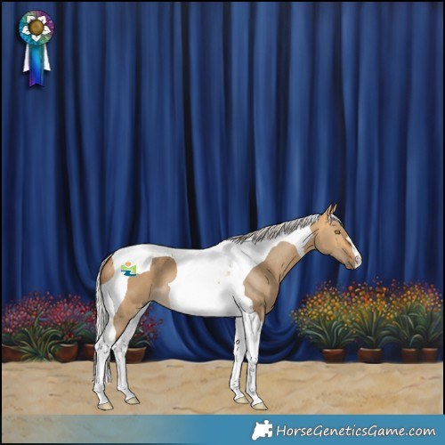 Horse Color:Silver Buckskin Dun Tobiano 