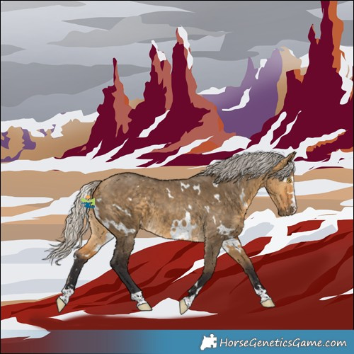 Horse Color:White Spotted Silver Buckskin Dun