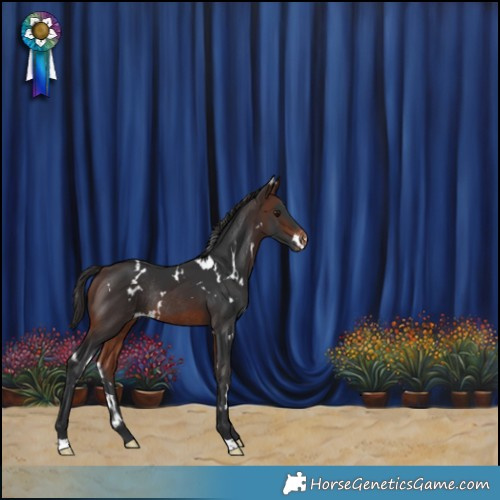 Horse Color:White Spotted Brown Appaloosa Rabicano 