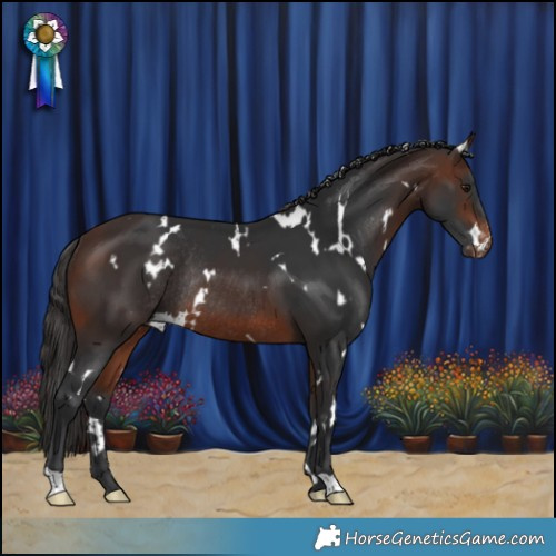 Horse Color:White Spotted Brown Appaloosa Rabicano