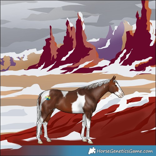 Horse Color:Silver Bay Splash Tobiano 