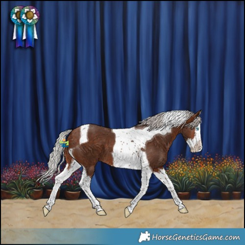 Horse Color:Silver Bay Splash Tobiano