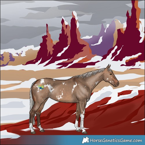 Horse Color:White Spotted Silver Bay Dun Tobiano 