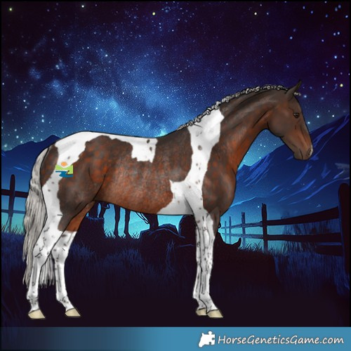 Horse Color:Silver Brown Tobiano Rabicano