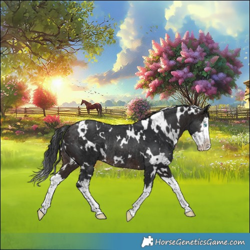 Horse Color:White Spotted Brown Splash Rabicano