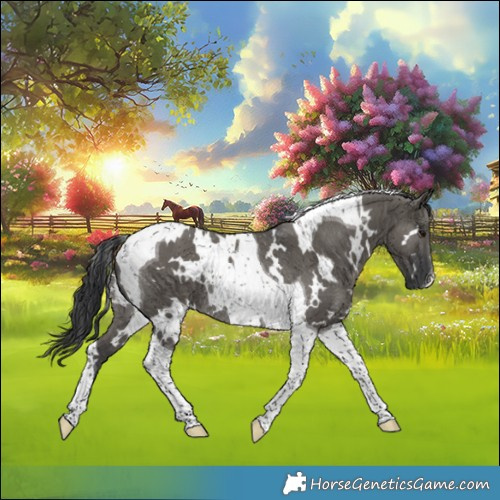 Horse Color:White Spotted Grullo Tobiano Rabicano