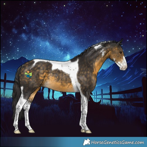 Horse Color:Buckskin Sabino Tobiano Rabicano