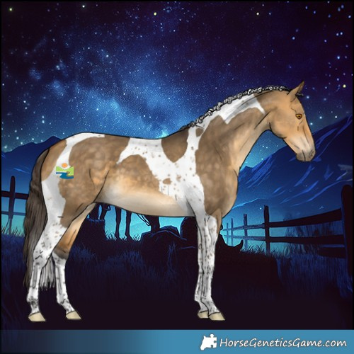 Horse Color:Buckskin Dun Tobiano