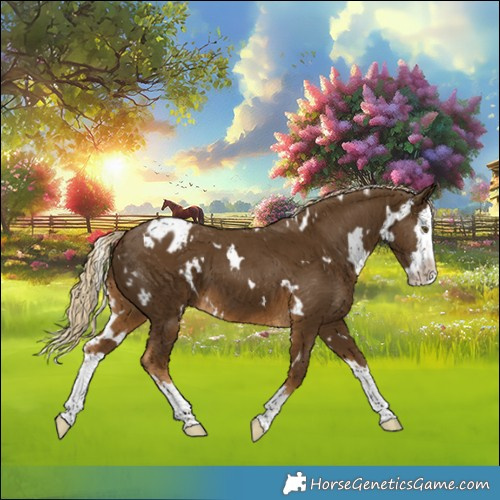Horse Color:White Spotted Chocolate Palomino Splash Appaloosa 