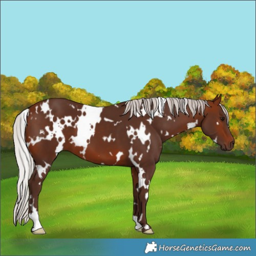 Horse Color:White Spotted Silver Bay 