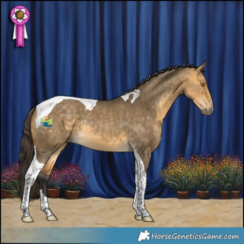 Horse Color:Buckskin Dun Tobiano Rabicano 