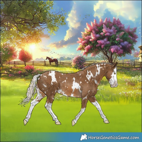 Horse Color:White Spotted Chocolate Palomino Splash Rabicano
