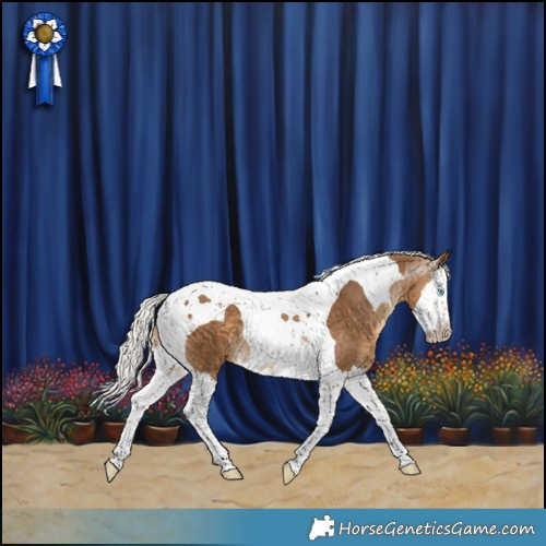 Horse Color:Gray Silver Perlino Splash Tobiano Varnish