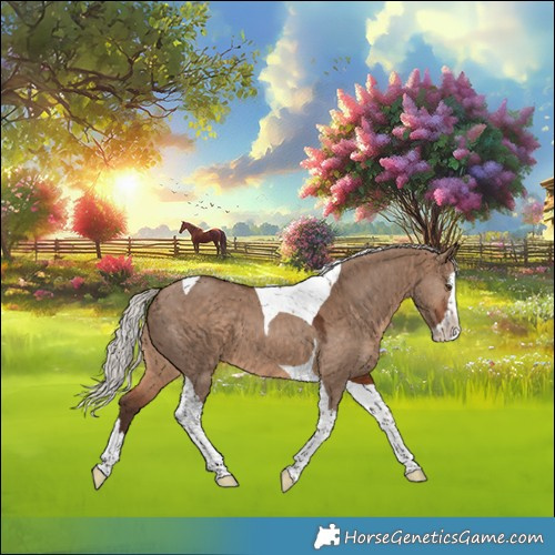 Horse Color:Silver Brown Dun Splash Tobiano