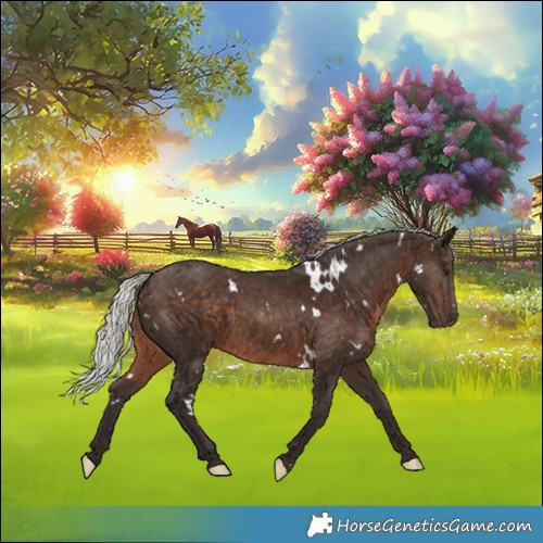 Horse Color:White Spotted Silver Bay Rabicano 