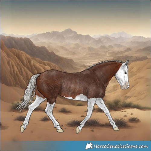 Horse Color:Silver Brown Splash Rabicano