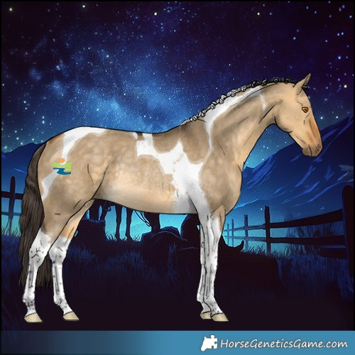 Horse Color:Buckskin Dun Tobiano Rabicano