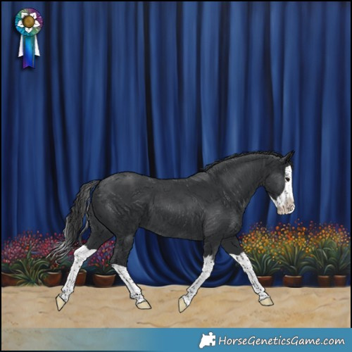 Horse Color:Black Splash