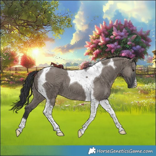 Horse Color:Grullo Tobiano 
