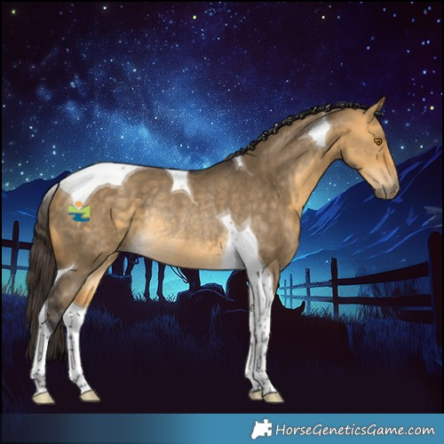Horse Color:Buckskin Dun Tobiano Rabicano