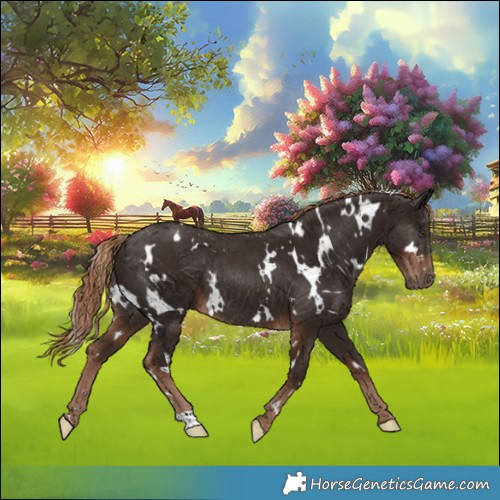 Horse Color:White Spotted Liver Chestnut Rabicano