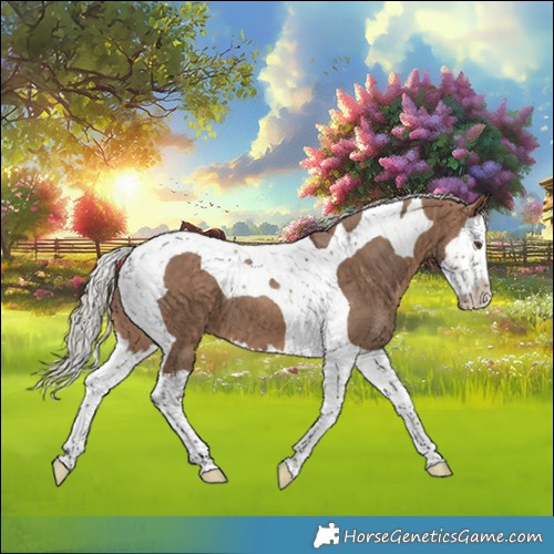 Horse Color:Silver Brown Dun Splash Tobiano