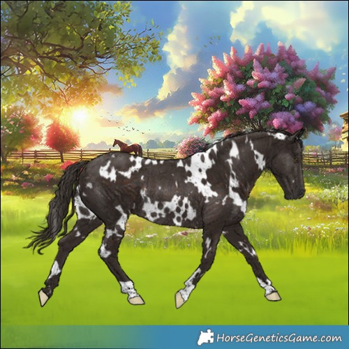 Horse Color:White Spotted Liver Chestnut Rabicano 