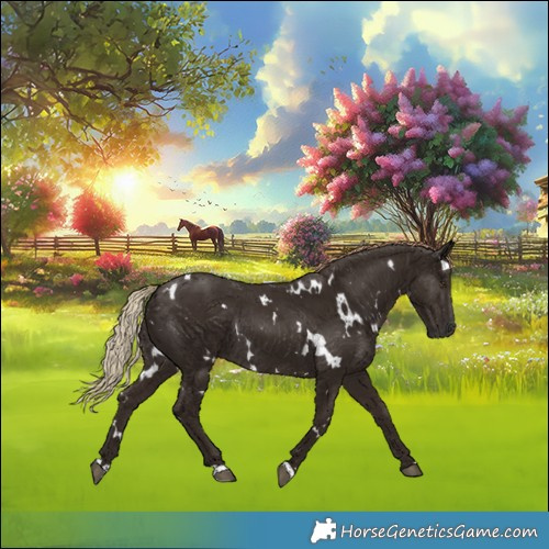 Horse Color:White Spotted Liver Chestnut Rabicano