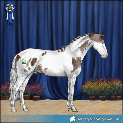 Horse Color:Silver Brown Splash Tobiano Blanket 