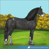 Horse Color:Black Snowcap  and Black Splash 