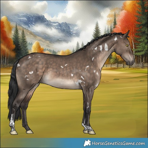 Horse Color:White Spotted Brown Dun Tobiano